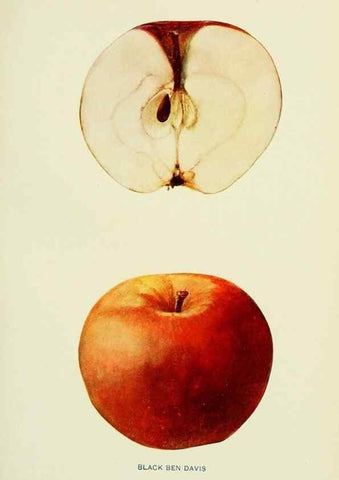 Reproducción/Reproduction 40651969360: The apples of New York,. Albany,J. B. Lyon Co., Printers,1905.. 