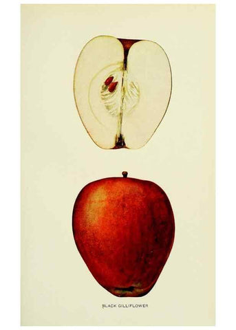 Reproducción/Reproduction 42460613461: The apples of New York,. Albany,J. B. Lyon Co., Printers,1905.. 