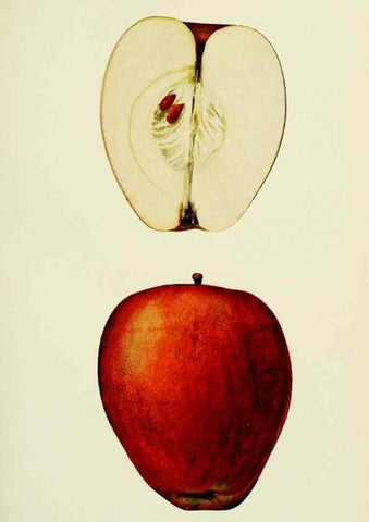 Reproducción/Reproduction 42460613461: The apples of New York,. Albany,J. B. Lyon Co., Printers,1905.. 
