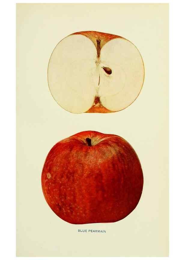 Reproducción/Reproduction 41557936165: The apples of New York,. Albany,J. B. Lyon Co., Printers,1905.. 