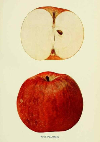 Reproducción/Reproduction 41557936165: The apples of New York,. Albany,J. B. Lyon Co., Printers,1905.. 