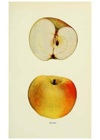 Reproducción/Reproduction 27590124337: The apples of New York,. Albany,J. B. Lyon Co., Printers,1905.. 