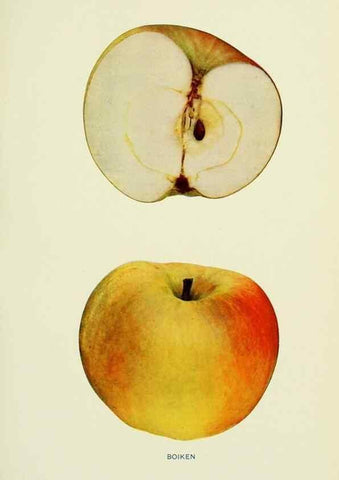 Reproducción/Reproduction 27590124337: The apples of New York,. Albany,J. B. Lyon Co., Printers,1905.. 