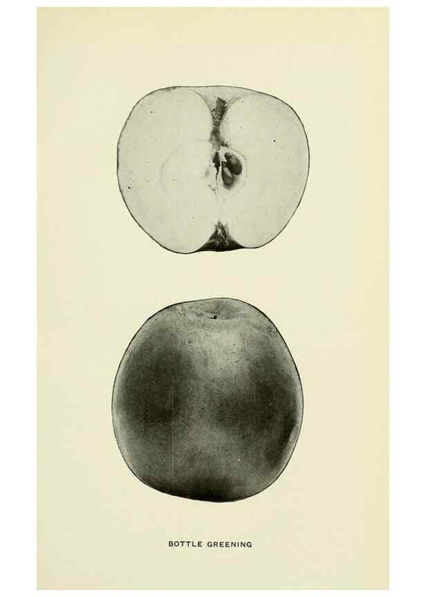Reproducción/Reproduction 40651977980: The apples of New York,. Albany,J. B. Lyon Co., Printers,1905.. 