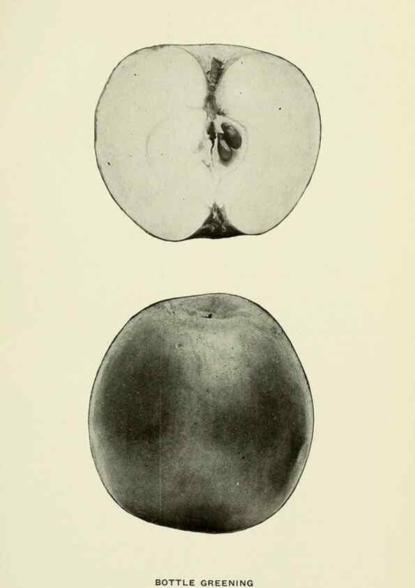Reproducción/Reproduction 40651977980: The apples of New York,. Albany,J. B. Lyon Co., Printers,1905.. 
