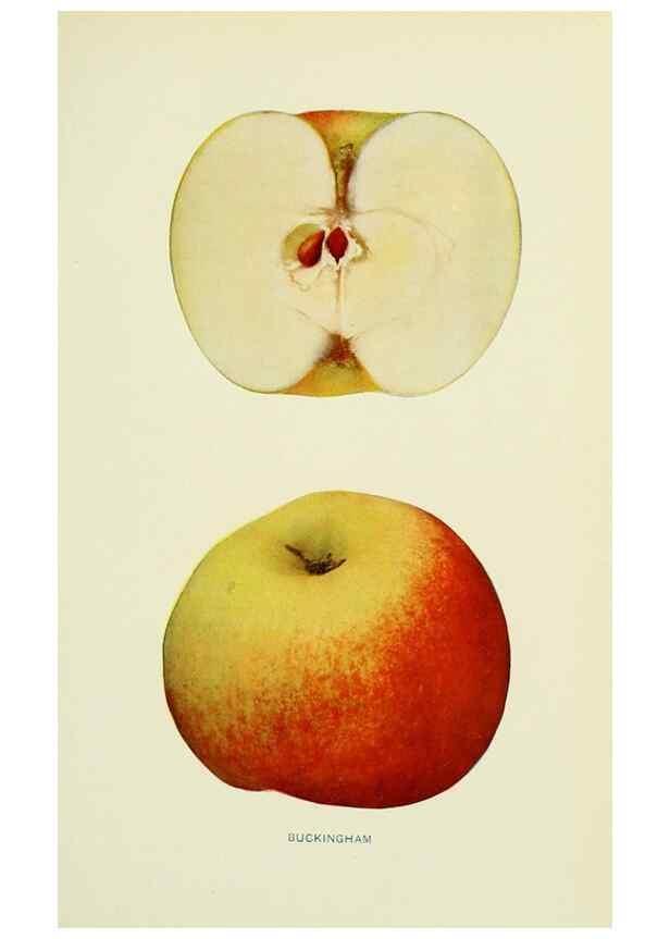 Reproducción/Reproduction 42409903912: The apples of New York,. Albany,J. B. Lyon Co., Printers,1905.. 