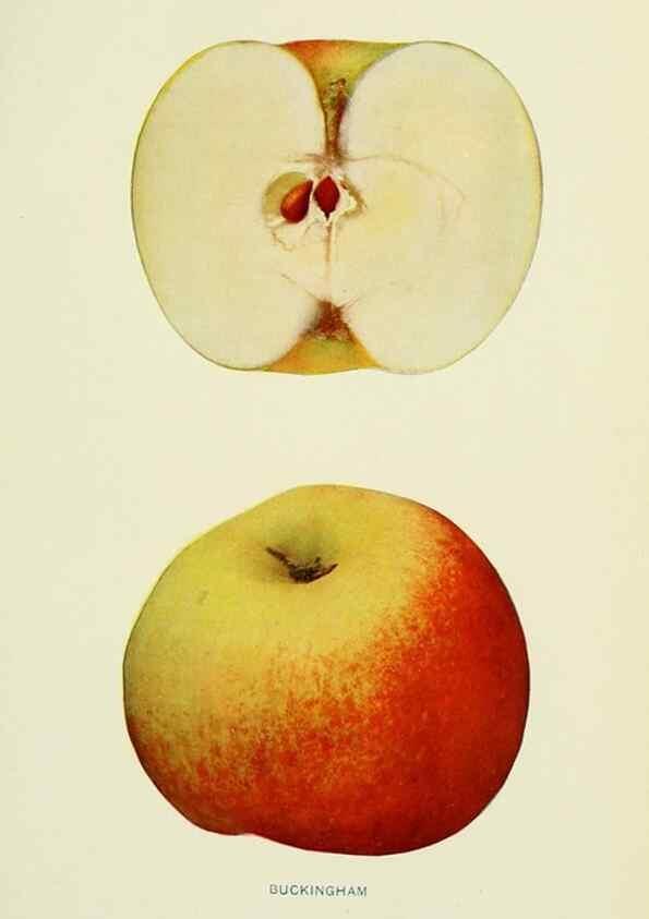 Reproducción/Reproduction 42409903912: The apples of New York,. Albany,J. B. Lyon Co., Printers,1905.. 