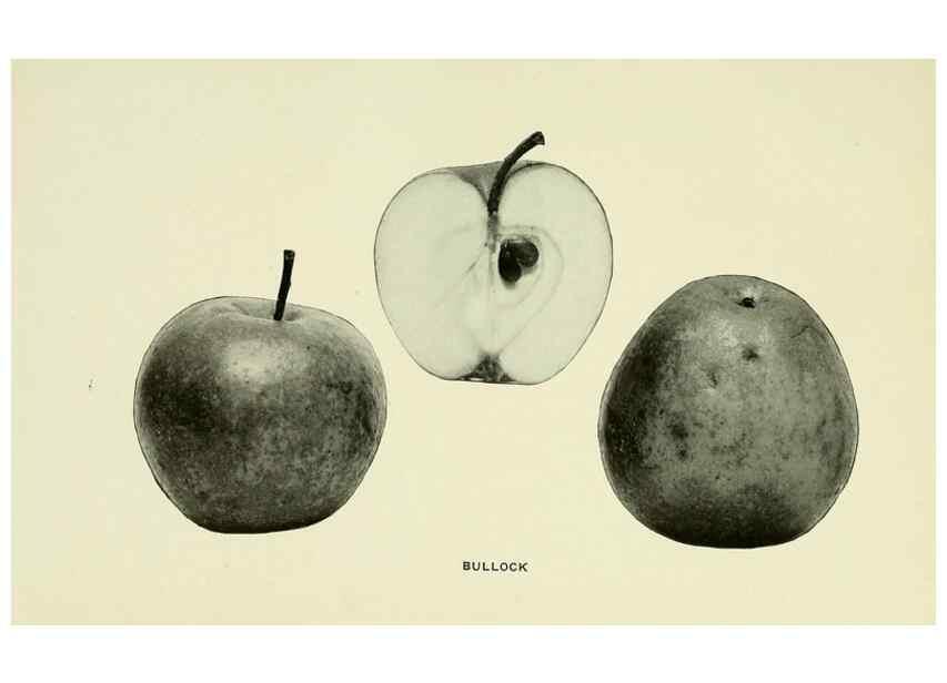 Reproducción/Reproduction 41737381454: The apples of New York,. Albany,J. B. Lyon Co., Printers,1905.. 