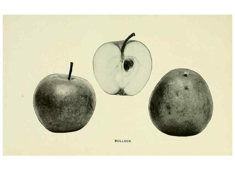 Reproducción/Reproduction 41737381454: The apples of New York,. Albany,J. B. Lyon Co., Printers,1905.. 