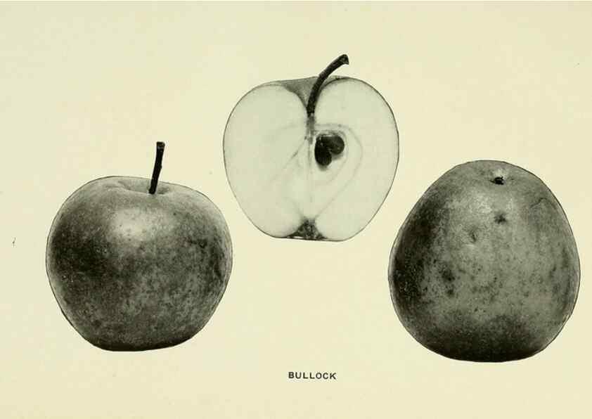 Reproducción/Reproduction 41737381454: The apples of New York,. Albany,J. B. Lyon Co., Printers,1905.. 