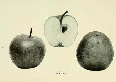 Reproducción/Reproduction 41737381454: The apples of New York,. Albany,J. B. Lyon Co., Printers,1905.. 