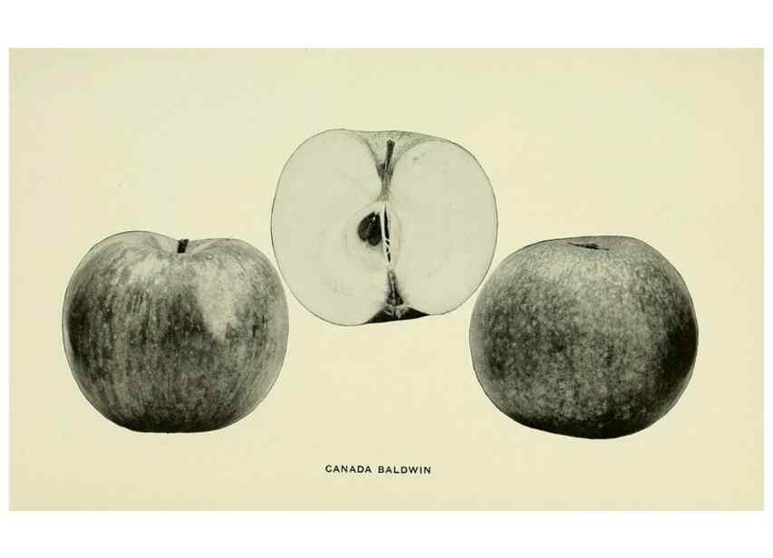 Reproducción/Reproduction 41737383774: The apples of New York,. Albany,J. B. Lyon Co., Printers,1905.. 