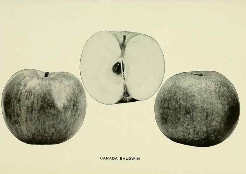 Reproducción/Reproduction 41737383774: The apples of New York,. Albany,J. B. Lyon Co., Printers,1905.. 