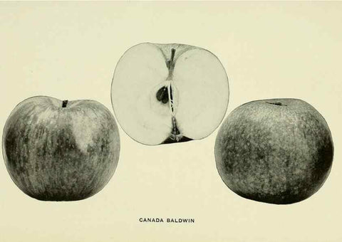 Reproducción/Reproduction 41737383774: The apples of New York,. Albany,J. B. Lyon Co., Printers,1905.. 