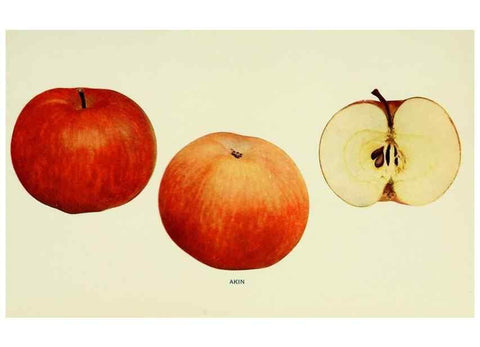 Reproducción/Reproduction 42460591551: The apples of New York,. Albany,J. B. Lyon Co., Printers,1905.. 