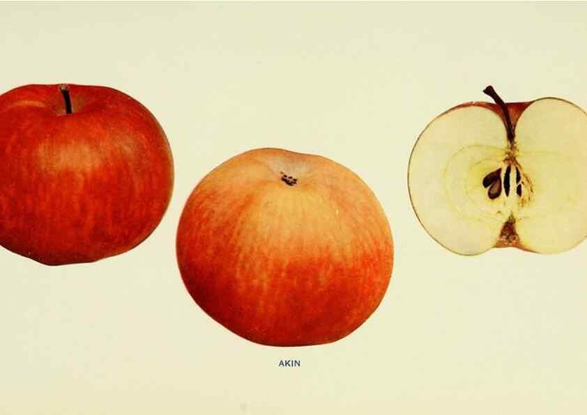 Reproducción/Reproduction 42460591551: The apples of New York,. Albany,J. B. Lyon Co., Printers,1905.. 