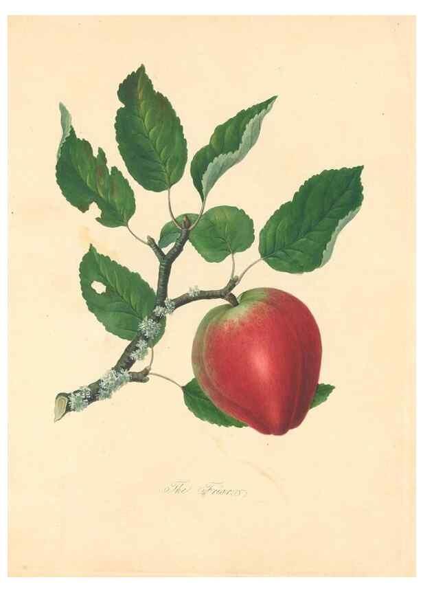 Reproducción/Reproduction 27568456947: Pomona Herefordiensis :. London :Printed for the Agricultural Society of Herefordshire, by W. Bulmer ... and sold by W. Hooker ... White and Cochrane ... and J. Harding ...,1811.. 