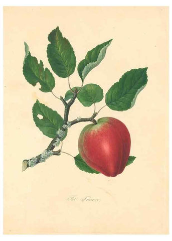 Reproducción/Reproduction 27568456947: Pomona Herefordiensis :. London :Printed for the Agricultural Society of Herefordshire, by W. Bulmer ... and sold by W. Hooker ... White and Cochrane ... and J. Harding ...,1811.. 