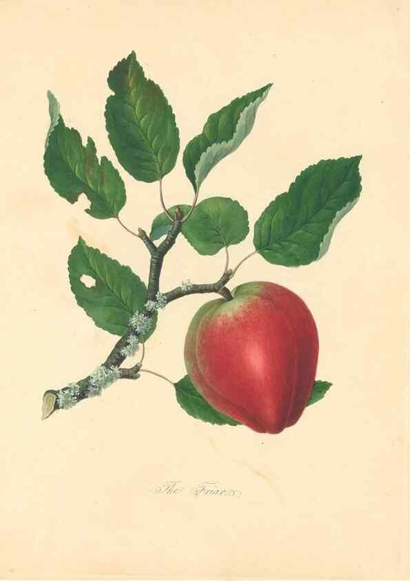 Reproducción/Reproduction 27568456947: Pomona Herefordiensis :. London :Printed for the Agricultural Society of Herefordshire, by W. Bulmer ... and sold by W. Hooker ... White and Cochrane ... and J. Harding ...,1811.. 