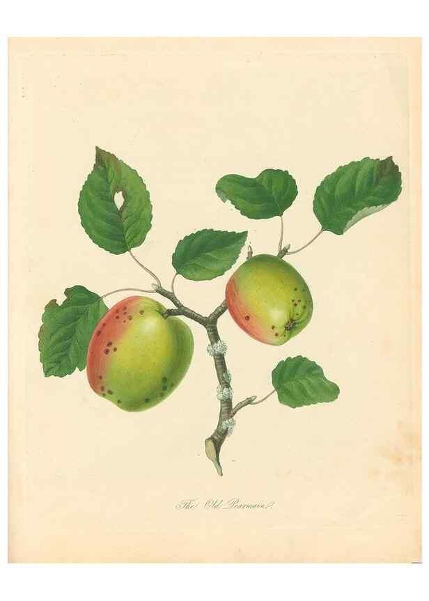 Reproducción/Reproduction 41536381405: Pomona Herefordiensis :. London :Printed for the Agricultural Society of Herefordshire, by W. Bulmer ... and sold by W. Hooker ... White and Cochrane ... and J. Harding ...,1811.. 