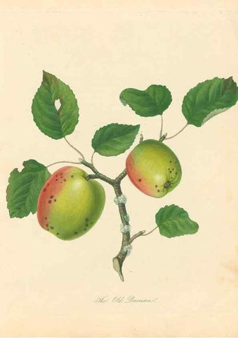 Reproducción/Reproduction 41536381405: Pomona Herefordiensis :. London :Printed for the Agricultural Society of Herefordshire, by W. Bulmer ... and sold by W. Hooker ... White and Cochrane ... and J. Harding ...,1811.. 