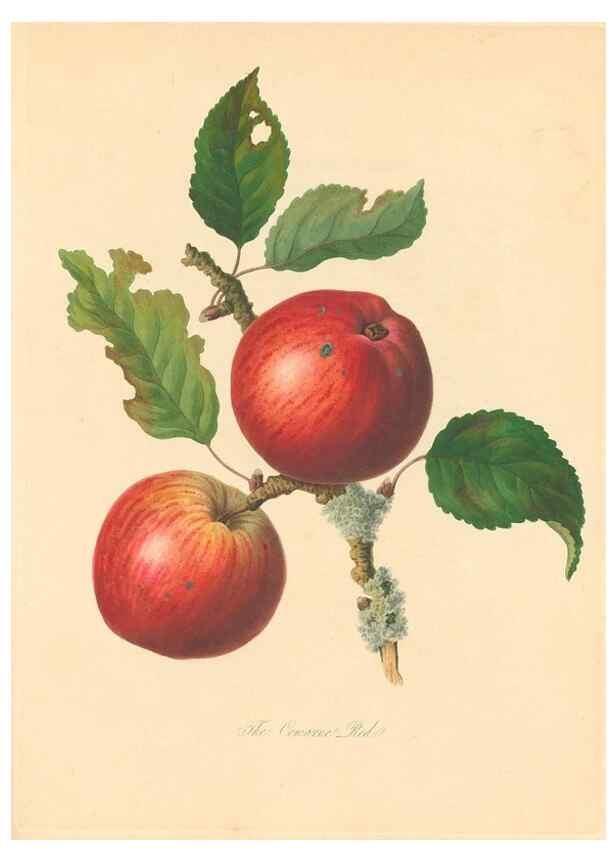 Reproducción/Reproduction 27568454187: Pomona Herefordiensis :. London :Printed for the Agricultural Society of Herefordshire, by W. Bulmer ... and sold by W. Hooker ... White and Cochrane ... and J. Harding ...,1811.. 