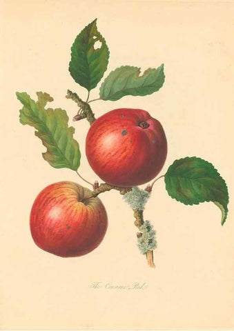Reproducción/Reproduction 27568454187: Pomona Herefordiensis :. London :Printed for the Agricultural Society of Herefordshire, by W. Bulmer ... and sold by W. Hooker ... White and Cochrane ... and J. Harding ...,1811.. 