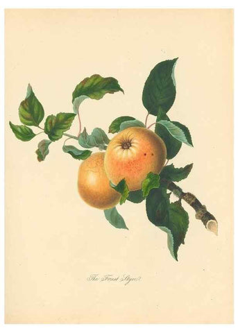 Reproducción/Reproduction 27568425007: Pomona Herefordiensis :. London :Printed for the Agricultural Society of Herefordshire, by W. Bulmer ... and sold by W. Hooker ... White and Cochrane ... and J. Harding ...,1811.. 