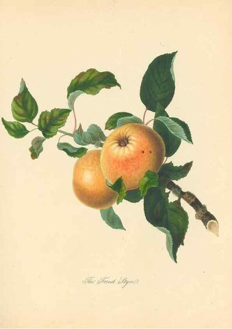 Reproducción/Reproduction 27568425007: Pomona Herefordiensis :. London :Printed for the Agricultural Society of Herefordshire, by W. Bulmer ... and sold by W. Hooker ... White and Cochrane ... and J. Harding ...,1811.. 