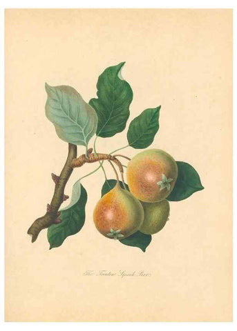 Reproducción/Reproduction 41536360695: Pomona Herefordiensis :. London :Printed for the Agricultural Society of Herefordshire, by W. Bulmer ... and sold by W. Hooker ... White and Cochrane ... and J. Harding ...,1811.. 