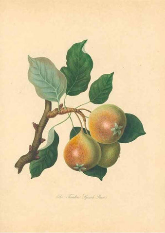 Reproducción/Reproduction 41536360695: Pomona Herefordiensis :. London :Printed for the Agricultural Society of Herefordshire, by W. Bulmer ... and sold by W. Hooker ... White and Cochrane ... and J. Harding ...,1811.. 