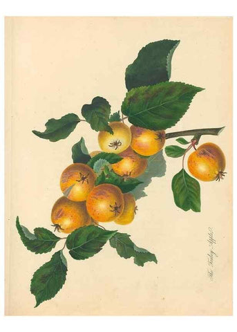 Reproducción/Reproduction 28565668958: Pomona Herefordiensis :. London :Printed for the Agricultural Society of Herefordshire, by W. Bulmer ... and sold by W. Hooker ... White and Cochrane ... and J. Harding ...,1811.. 