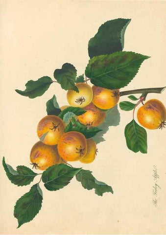Reproducción/Reproduction 28565668958: Pomona Herefordiensis :. London :Printed for the Agricultural Society of Herefordshire, by W. Bulmer ... and sold by W. Hooker ... White and Cochrane ... and J. Harding ...,1811.. 