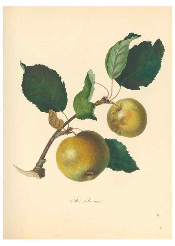 Reproducción/Reproduction 41536363595: Pomona Herefordiensis :. London :Printed for the Agricultural Society of Herefordshire, by W. Bulmer ... and sold by W. Hooker ... White and Cochrane ... and J. Harding ...,1811.. 