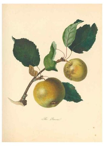 Reproducción/Reproduction 41536363595: Pomona Herefordiensis :. London :Printed for the Agricultural Society of Herefordshire, by W. Bulmer ... and sold by W. Hooker ... White and Cochrane ... and J. Harding ...,1811.. 