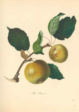 Reproducción/Reproduction 41536363595: Pomona Herefordiensis :. London :Printed for the Agricultural Society of Herefordshire, by W. Bulmer ... and sold by W. Hooker ... White and Cochrane ... and J. Harding ...,1811.. 