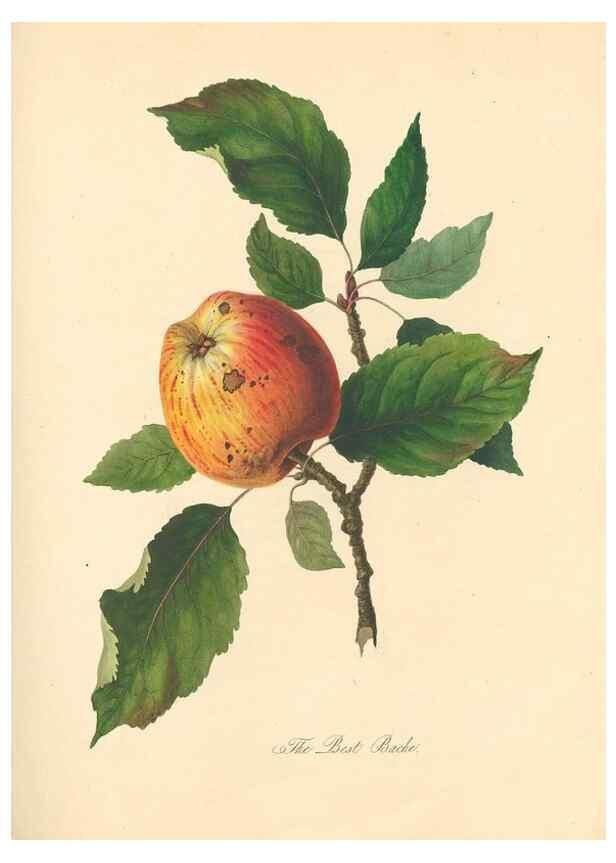 Reproducción/Reproduction 41715361944: Pomona Herefordiensis :. London :Printed for the Agricultural Society of Herefordshire, by W. Bulmer ... and sold by W. Hooker ... White and Cochrane ... and J. Harding ...,1811.. 