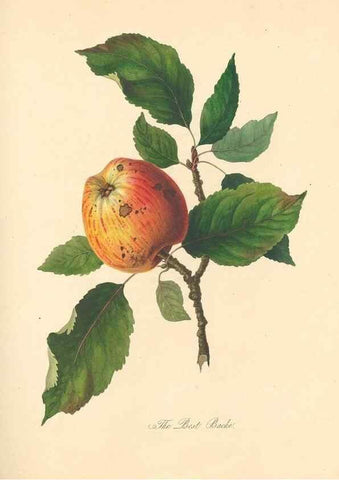 Reproducción/Reproduction 41715361944: Pomona Herefordiensis :. London :Printed for the Agricultural Society of Herefordshire, by W. Bulmer ... and sold by W. Hooker ... White and Cochrane ... and J. Harding ...,1811.. 