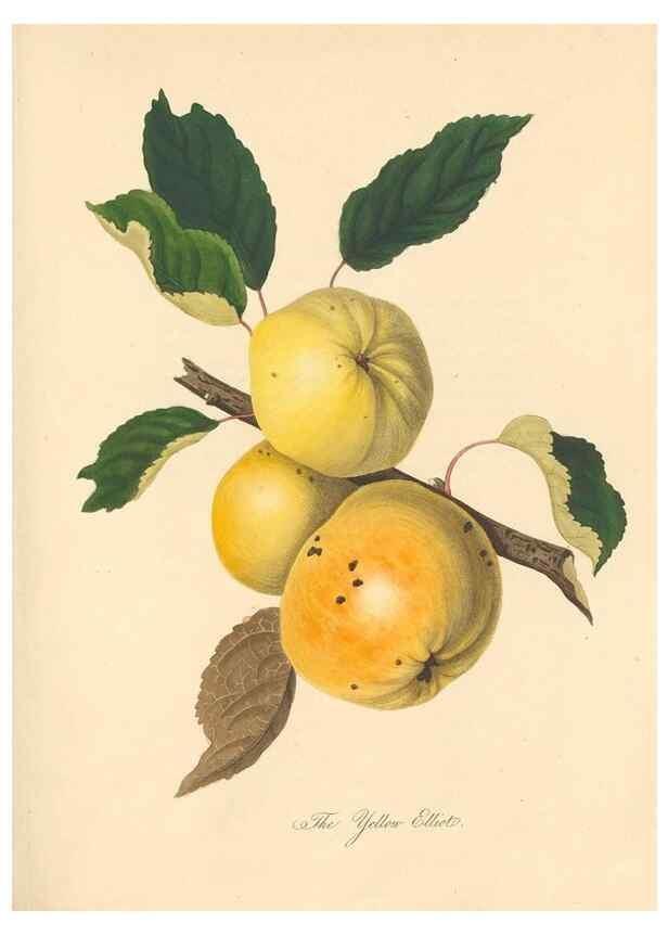 Reproducción/Reproduction 41715363734: Pomona Herefordiensis :. London :Printed for the Agricultural Society of Herefordshire, by W. Bulmer ... and sold by W. Hooker ... White and Cochrane ... and J. Harding ...,1811.. 