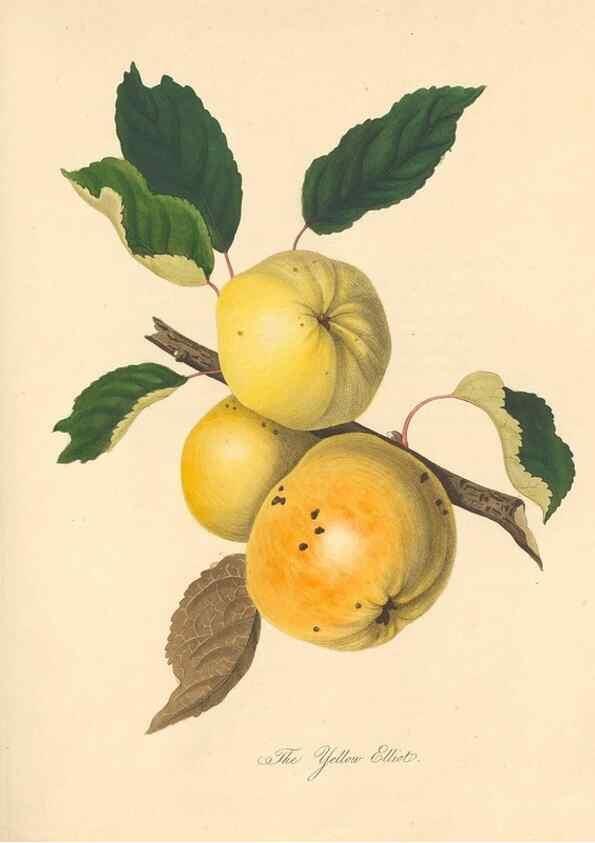 Reproducción/Reproduction 41715363734: Pomona Herefordiensis :. London :Printed for the Agricultural Society of Herefordshire, by W. Bulmer ... and sold by W. Hooker ... White and Cochrane ... and J. Harding ...,1811.. 