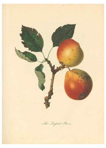 Reproducción/Reproduction 28565675258: Pomona Herefordiensis :. London :Printed for the Agricultural Society of Herefordshire, by W. Bulmer ... and sold by W. Hooker ... White and Cochrane ... and J. Harding ...,1811.. 