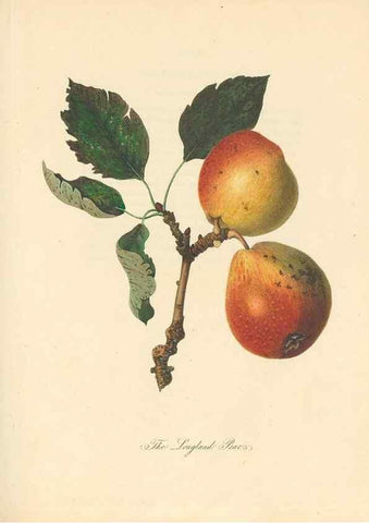 Reproducción/Reproduction 28565675258: Pomona Herefordiensis :. London :Printed for the Agricultural Society of Herefordshire, by W. Bulmer ... and sold by W. Hooker ... White and Cochrane ... and J. Harding ...,1811.. 