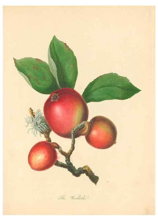 Reproducción/Reproduction 40630718880: Pomona Herefordiensis :. London :Printed for the Agricultural Society of Herefordshire, by W. Bulmer ... and sold by W. Hooker ... White and Cochrane ... and J. Harding ...,1811.. 