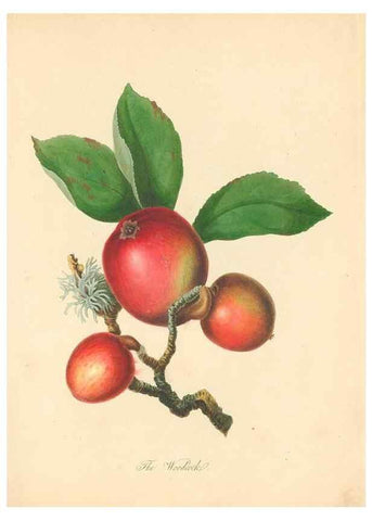 Reproducción/Reproduction 40630718880: Pomona Herefordiensis :. London :Printed for the Agricultural Society of Herefordshire, by W. Bulmer ... and sold by W. Hooker ... White and Cochrane ... and J. Harding ...,1811.. 