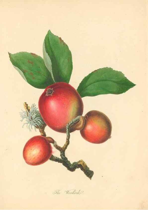Reproducción/Reproduction 40630718880: Pomona Herefordiensis :. London :Printed for the Agricultural Society of Herefordshire, by W. Bulmer ... and sold by W. Hooker ... White and Cochrane ... and J. Harding ...,1811.. 