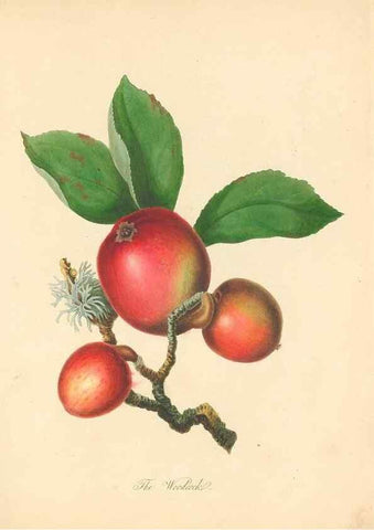 Reproducción/Reproduction 40630718880: Pomona Herefordiensis :. London :Printed for the Agricultural Society of Herefordshire, by W. Bulmer ... and sold by W. Hooker ... White and Cochrane ... and J. Harding ...,1811.. 