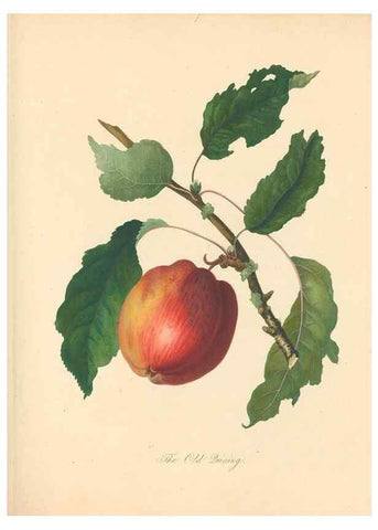 Reproducción/Reproduction 27568439237: Pomona Herefordiensis :. London :Printed for the Agricultural Society of Herefordshire, by W. Bulmer ... and sold by W. Hooker ... White and Cochrane ... and J. Harding ...,1811.. 