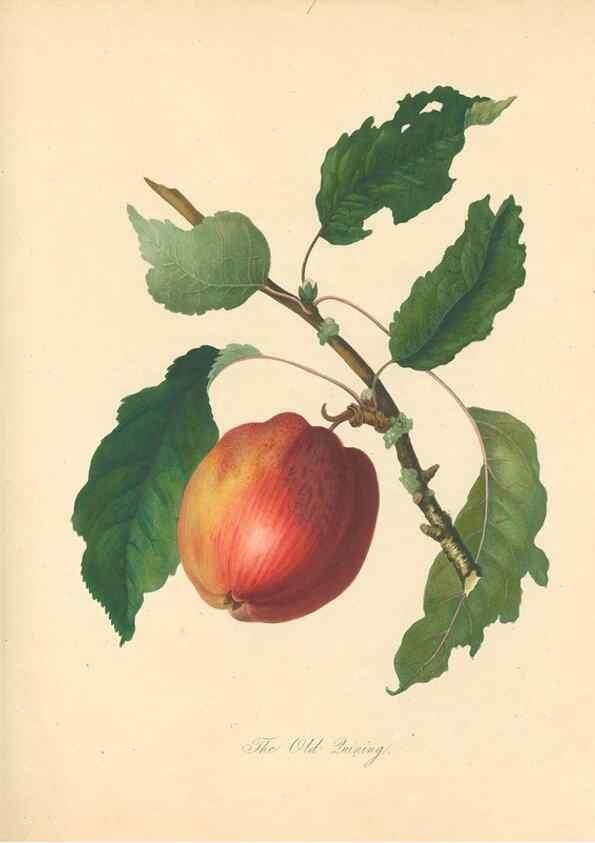 Reproducción/Reproduction 27568439237: Pomona Herefordiensis :. London :Printed for the Agricultural Society of Herefordshire, by W. Bulmer ... and sold by W. Hooker ... White and Cochrane ... and J. Harding ...,1811.. 