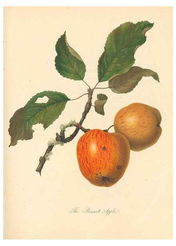 Reproducción/Reproduction 40630743820: Pomona Herefordiensis :. London :Printed for the Agricultural Society of Herefordshire, by W. Bulmer ... and sold by W. Hooker ... White and Cochrane ... and J. Harding ...,1811.. 
