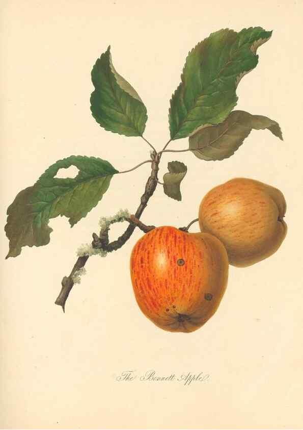 Reproducción/Reproduction 40630743820: Pomona Herefordiensis :. London :Printed for the Agricultural Society of Herefordshire, by W. Bulmer ... and sold by W. Hooker ... White and Cochrane ... and J. Harding ...,1811.. 